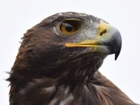 Steinadler 099
